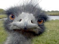 Emu Johnson