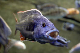 Purple Lipped Fish