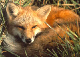 Smug Red Fox